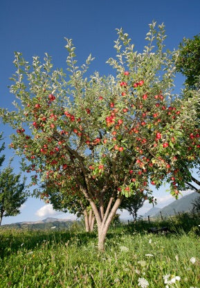 Prairie Spy Apple Tree - Cold hardy and autumn-ripening. (2 years old and 3-4 feet tall)