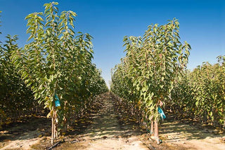 Black Tartarian Cherry Tree - Rare and unique heirloom cultivar with fruit too delicate to be sold in stores. (2 years old and 3-4 feet tall.)