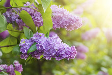 Royal Purple Lilac Flowering Shrub - Highly fragrant, large colorful blossoms, grows to fit available space. (2 years old, 2-3 foot shrub.)