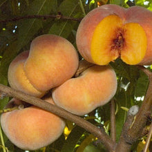 Suncrest Peach Tree - Golden-skinned fruit is some of the sweetest! (2 years old and 3-4 feet tall.)
