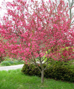 Prairie Fire Crabapple Tree - Uniquely colored magenta blossoms in spring give way to light purple foliage in summer. (2 years old and 3-4 feet tall.)