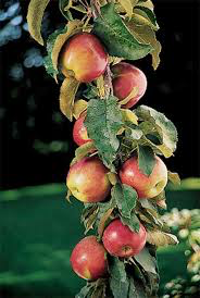 North Pole Limbless Apple Tree - Grows double the fruit of a regular apple tree in half the time! (2 years old and 3-4 feet tall.)