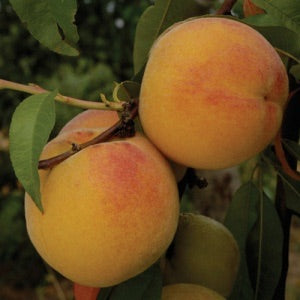 Curlfree Peach Tree - Easiest growing peaches available today! (2 years old and 3-4 feet tall.)