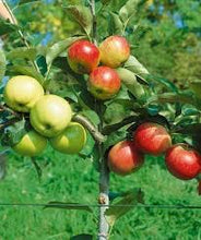 3-in-1 Apple Jubilee Tree - Different apple varieties grow on each of the 3 limbs! (2 years old and 3-4 feet tall.)