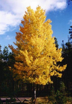 Quaking Aspen Tree - Among the fastest growing trees!  (2 years old and 3-4 feet tall.)