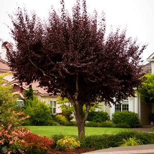 Thundercloud Flowering Plum Tree - Highly fragrant flowers and dark purple leaves! (2 years old and 3-4 feet tall.)