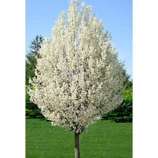 Cleveland Flowering Pear - Earliest white blossoms of spring! (2 years old and 3-4 feet tall.)