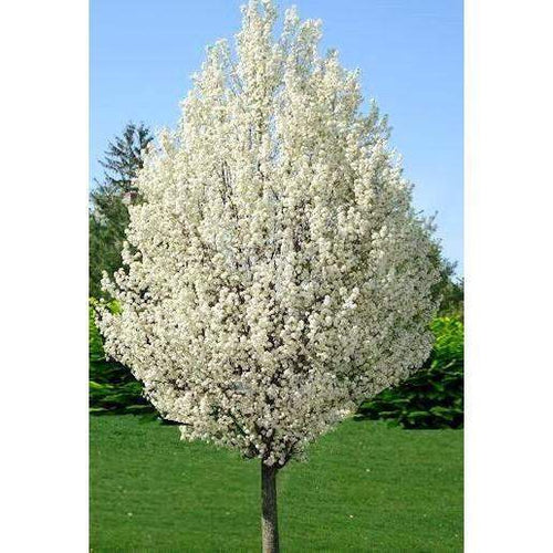 Flowering Trees – Tagged Cold Hardiness Zone 9– Online Orchards