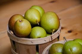 Dwarf Seckel Sugar Pear Tree - Smallest sweet pear grown today, perfectly snack-sized! (2 years old and 3-4 feet tall.)