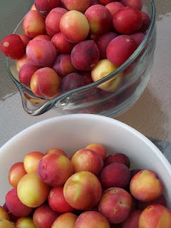 Beauty Plum Tree - Delicious, snack sized, bright red plums first year! 2 years old and 3-4 feet tall!