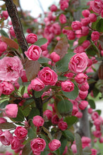 Brandywine Crabapple Tree - Miniature rose flowers! (2 years old and 3-4 feet tall.)
