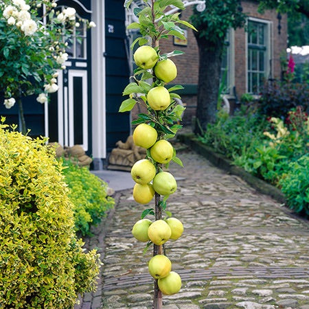 Apple - Golden 386003_2.jpg?im=Resize=1700