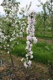 Golden Sentinel Limbless Apple Tree - Grows double the fruit of a regular apple tree in half the time! (2 years old and 2-3 feet tall.)