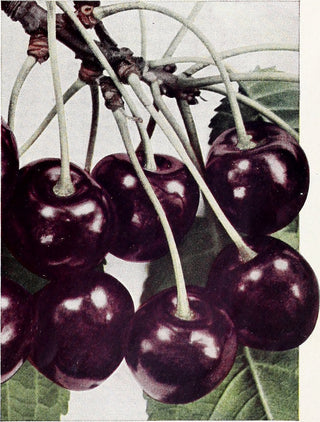 Black Tartarian Cherry Tree - Rare and unique heirloom cultivar with fruit too delicate to be sold in stores. (2 years old and 3-4 feet tall.)