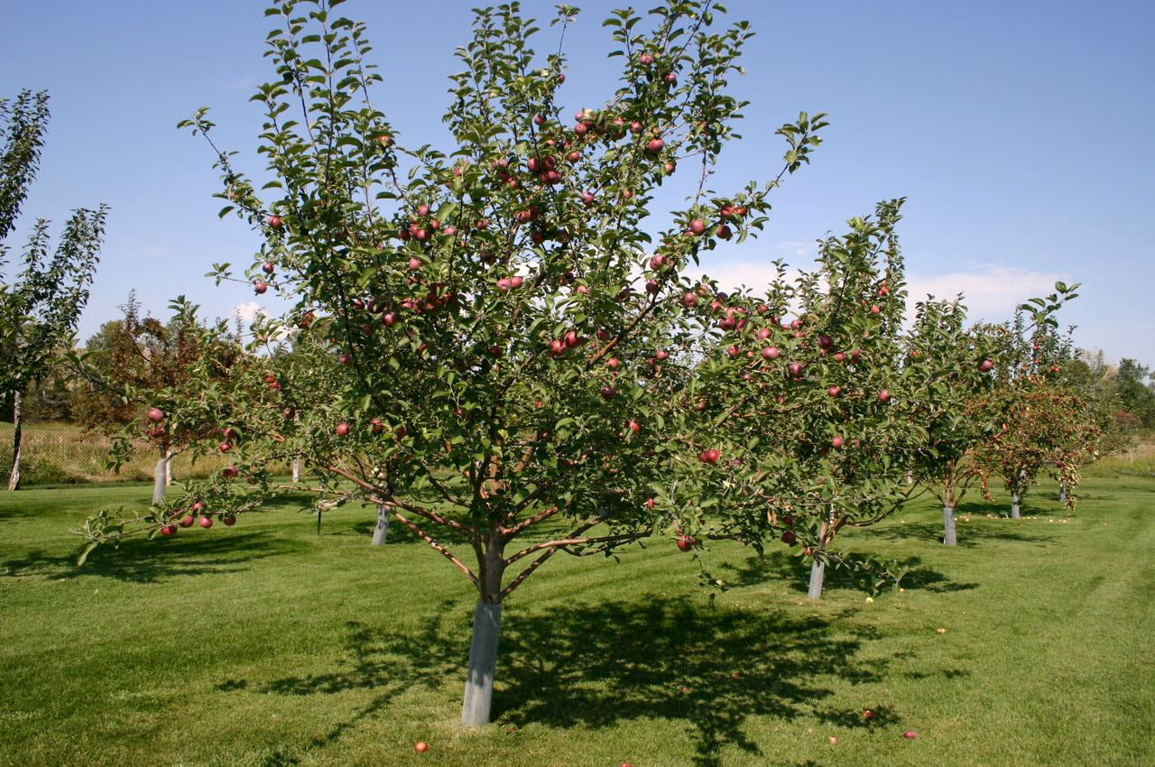 McIntosh Apple Tree for Sale  Enjoy Apples the First Year