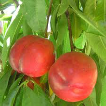 Independence Nectarine Tree - Cold hardy, incredibly flavorful, timeless. (2 years old and 3-4 feet tall)