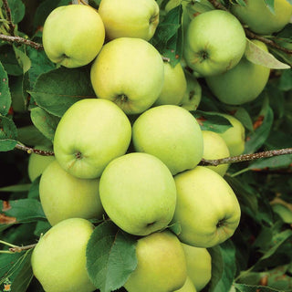Golden Delicious Apple Tree - Sweettart flavor with a crisp aromatic texture. (2 years old and 3-4 feet tall.)