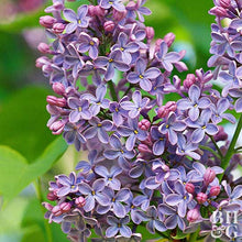 Royal Purple Lilac Flowering Shrub - Highly fragrant, large colorful blossoms, grows to fit available space. (2 years old, 2-3 foot shrub.)