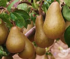 Dwarf Bosc Pear Tree - Cinnamon brown pears are some of the sweetest and most hardy! (2 years old and 3-4 feet tall.)