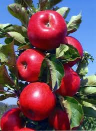 Scarlet Sentinel Limbless Apple Tree - Grows double the fruit of a regular apple tree in half the time! (2 years old and 3-4 feet tall)