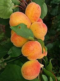 Dwarf Moorpark Apricot Tree - Largest and sweetest apricots! (2 years old and 3-4 feet tall)