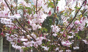 Autumnalis Cherry Blossom Tree - Blooms rose-pink twice a year in spring and autumn! (Bare-Root, 2 years old and 3-4 feet tall)