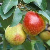 Dwarf Summercrisp Pear Tree - Most cold hardy pear! Juicy, crisp, and aromatic flavor. (2 years old and 3-4 feet tall.)