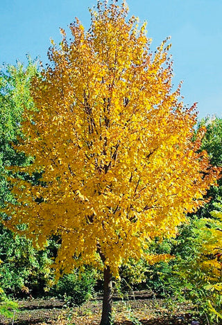 Harvest Gold Crabapple Tree - Golden fruit lights up landscapes well into winter. (2 years old and 3-4 feet tall.)