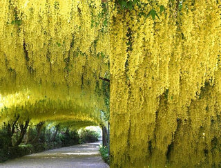 Golden Chain Tree - Weeping yellow blossoms measure over one foot long! (2 years old and 3-4 feet tall.)