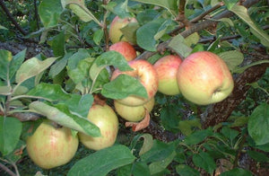 Gravenstein Apple Tree - One of the largest and hardiest apple trees! (2 years old and 3-4 feet tall.)