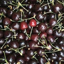 Black Tartarian Cherry Tree - Rare and unique heirloom cultivar with fruit too delicate to be sold in stores. (2 years old and 3-4 feet tall.)