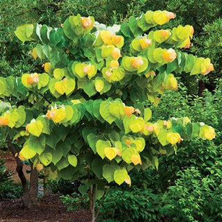 Eastern Redbud Tree - A breathtaking flowering native to North America! (2 years old and 3-4 feet tall.)