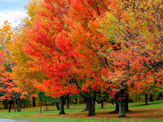 Sugar Maple Tree - Fast-growing native with bright fall color! (2 years old and 3-4 feet tall.)