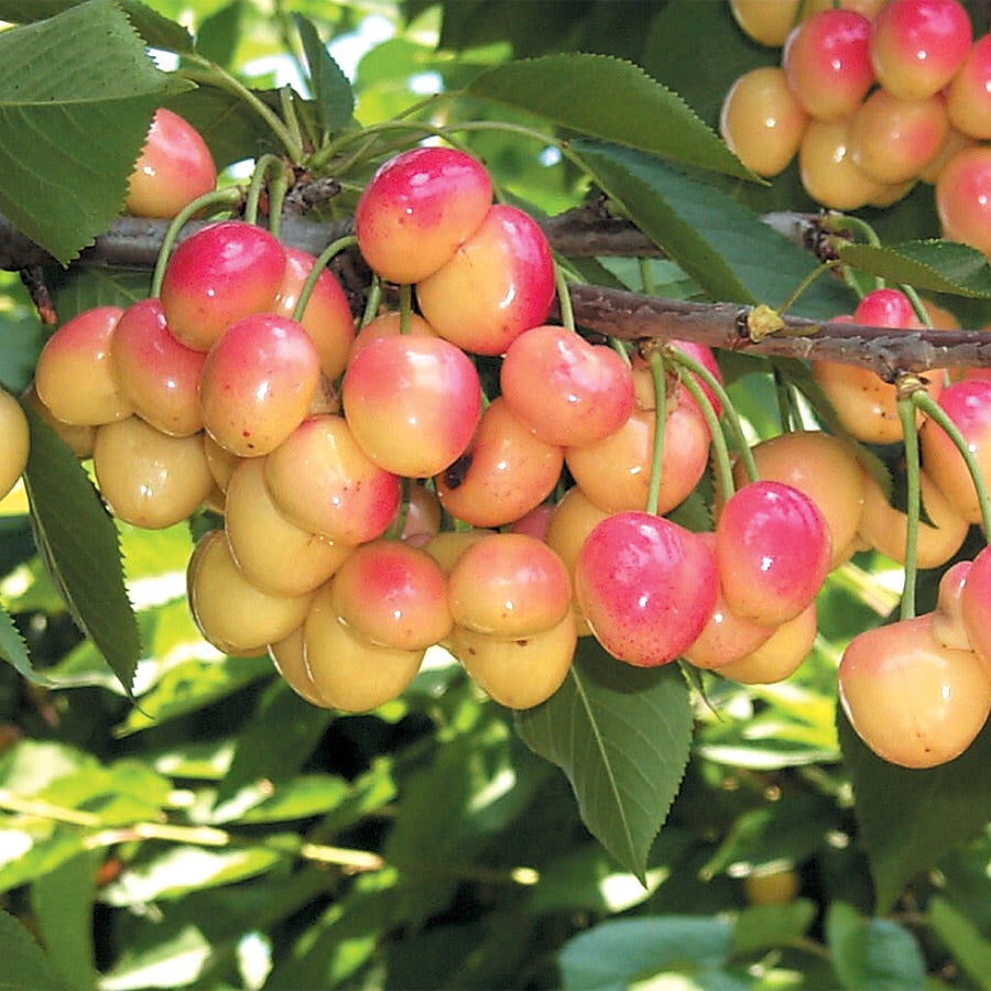 Royal Ann Cherry Tree - Up to 50 pounds of sweet blonde cherries