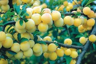 Shiro Plum Tree - One of the heaviest producing plum trees! (2 years old and 3-4 feet tall.)