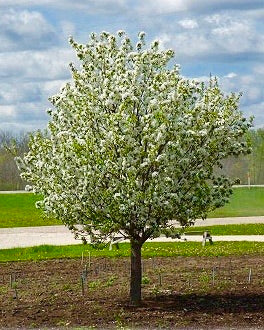 Spring Snow Flowering Apple Tree - Fruitless crabapple tree, elegant pure white flowers without the mess! (2 years old and 3-4 feet tall.)