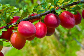 Beauty Plum Tree - Delicious, snack sized, bright red plums first year! 2 years old and 3-4 feet tall!