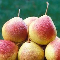 Dwarf Summercrisp Pear Tree - Most cold hardy pear! Juicy, crisp, and aromatic flavor. (2 years old and 3-4 feet tall.)