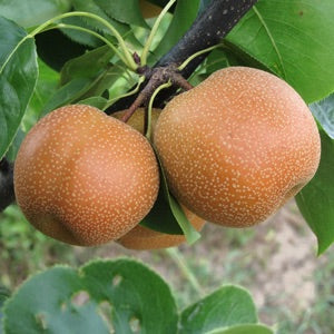 Hosui Asian Pear Tree - Juicier and sweeter than any normal pear! (2 years old and 3-4 feet tall.)