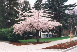 Shirofugen Cherry Blossom Tree - Bright pink, fragrant, and double-blossoming cherry tree! (2 years old and 3-4 feet tall.)