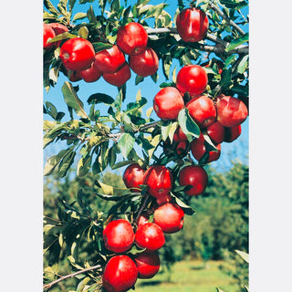 Dwarf Red Delicious Apple Tree - Fruit delicious as it is beautiful! (2 years old and 3-4 feet tall.)
