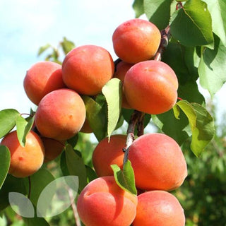 Goldcot Apricot Tree - Cold hardy apricot! (2 years old and 3-4 feet tall.)