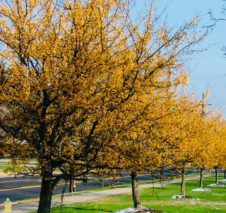 Harvest Gold Crabapple Tree - Golden fruit lights up landscapes well into winter. (2 years old and 3-4 feet tall.)