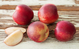 Snow Queen White Nectarine Tree - Aromatic, uniquely flavored, rare color. (2 years old and 3-4 feet tall)