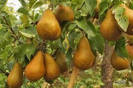 Dwarf Bosc Pear Tree - Cinnamon brown pears are some of the sweetest and most hardy! (2 years old and 3-4 feet tall.)