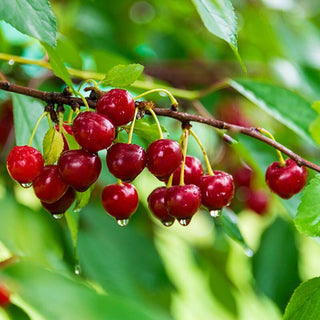 Montmorency Pie Cherry Tree - Worlds most popular pie cherry! (2 years old and 3-4 feet tall.)