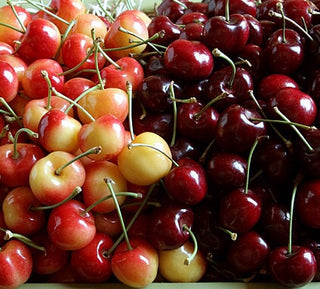 Double-Cherry Twist Tree - 2 varieties of cherries growing on 1 tree! (2 years old and 3-4 feet tall.)