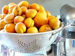 Dwarf Puget Gold Apricot Tree - Easiest growing apricot tree! (2 years old and 3-4 feet tall)