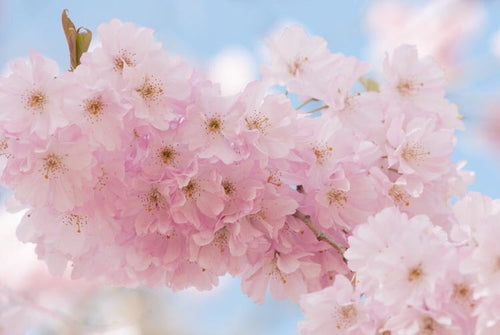 Kwanzan Cherry Blossom Tree - Beautiful, large, bright pink globes of –  Online Orchards