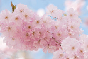 Accolade Cherry Blossom Tree - Translucent seashell shaped blossoms. (2 years old and 3-4 feet tall.)